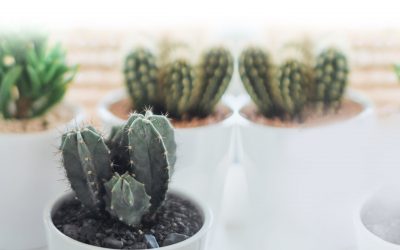 The standard Lorem Ipsum passage, used since the 1500s